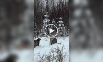 Wild lynxes behave like ordinary house cats