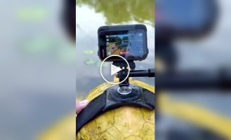 Минута из жизни черепахи