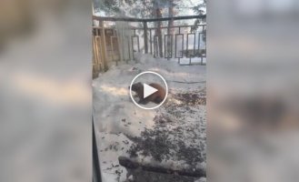 Реакция кошек на куницу за стеклом