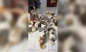 First, let's pray: Almost 20 puppies synchronously wait for permission to eat