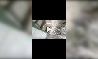 Девушка случайно уронила телефон в вольер с бабуинами