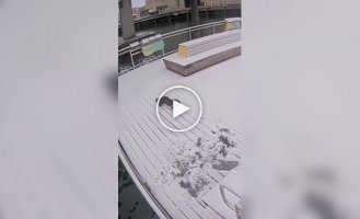 Выдры радуются зиме и снегу