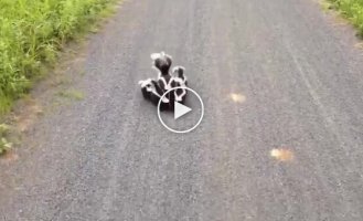 A guy met a family of skunks