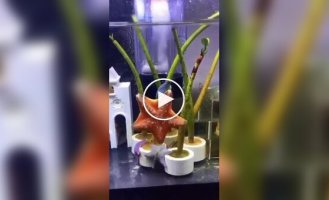 Dance of the starfish