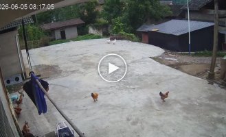 Feathered peacekeepers