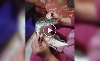 Самый счастливый крокодил в мире