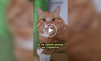 A special ginger cat