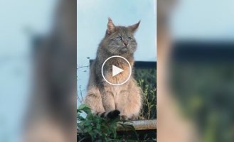 Редкая и загадочная кошка