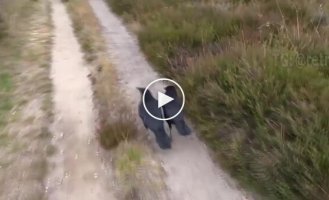 Вороны показали знакомому человеку дерево
