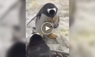A penguin showed that he knows a thing or two about relationships