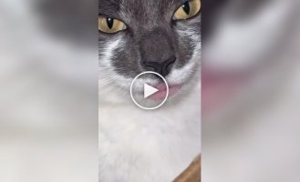 Губы кота с аллергией