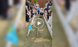 Rabbit and turtle race