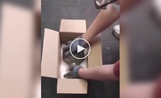 Упаковка для хрупкого, которая формируется на глазах