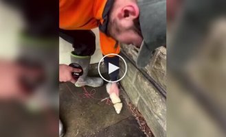 The electricians' favorite animal.