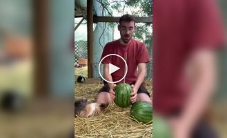 Словно пушистые пираньи: Арбузный пир для морских свинок