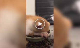 Kitten plunged head first into food bowl