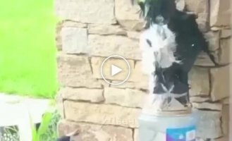 Birds react to a homemade figurine An owl that was supposed to scare them