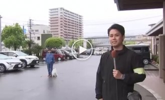 В Японии померанский шпиц начал служить в полиции