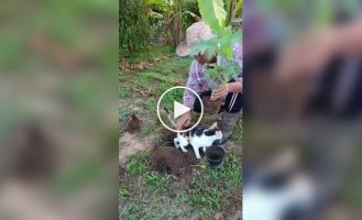 Кошка воспользовалась ямкой