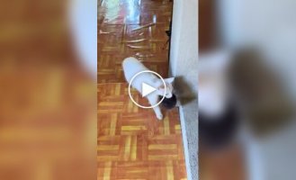 Кошки перепутали своих котят