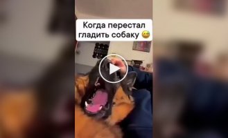 Реакції собак, яких перестали гладити господарі