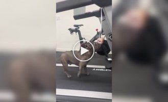 Пес пытается добраться до пончика