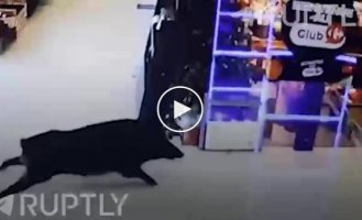 Wild boar ran into a store in France