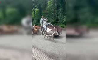 Passersby filmed the most epic dog walker in Amsterdam.