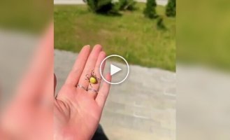 Девушка в Австралии достала из автомобиля крупного паука