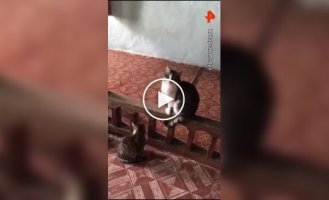 A man felt sorry for stray cats suffering from the cold
