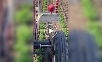 Stop, you can't go any further: a brave bird blocked the path of equipment