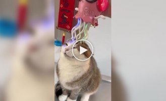 Высшая степень кошачьего наслаждения