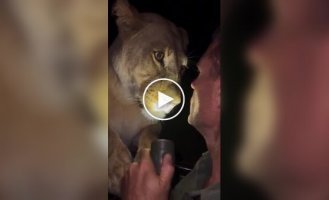 Мужчина оказался лицом к лицу со львицей и сохранил удивительное спокойствие