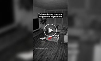 Соседи в шоке: какаду научился включать телевизор