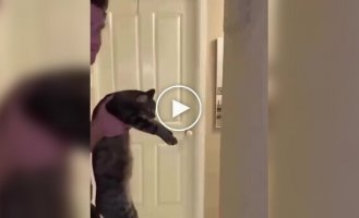 A humorous intelligence test for pets