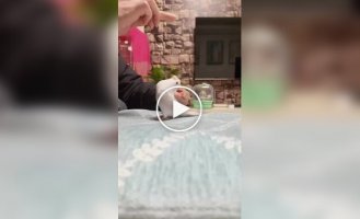 Парень научил своего попугая делать заднее сальто