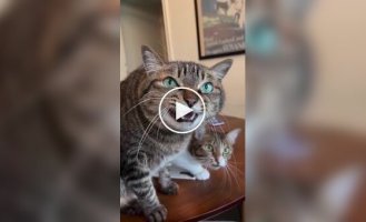 Двойное кошачье кекеке
