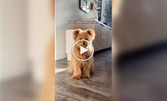 A charming Pomapoo dog