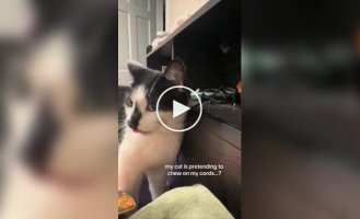 Кошка нашла гениальный способ троллить хозяйку
