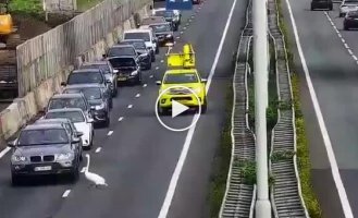 A swan caused a traffic jam on the A27 near Gorinchem