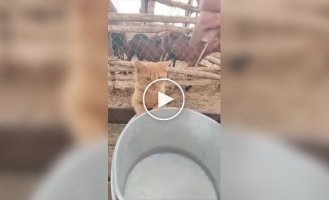 Cats drink milk from a cow