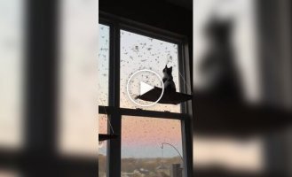 Лучшее шоу в его жизни