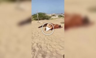 A horse that sleeps like a human was found in Egypt