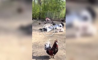 Реакция животных на хозяев, потерявших сознание