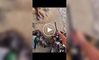 Мужчина спас пеликана, запутавшегося в леске и шарфе на пляже в Мексике