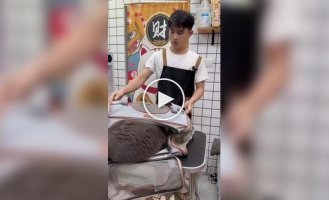 Злой и нервный клиент грумера