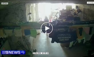 Кенгуру cбил с ног девочку