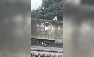 Кошачья семейная драма