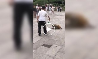 Мальчик отдал бутылку воды обезьяне, которая пила из лужи