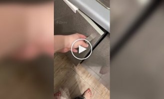 Кошенята сплять на відрі зі сміттям